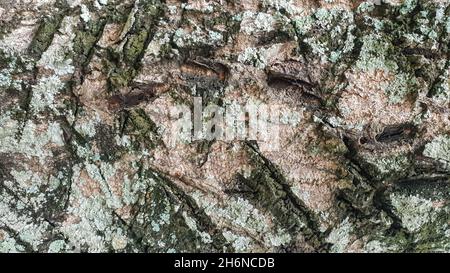 détail de la texture naturelle de l'écorce de l'arbre Banque D'Images