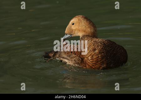 Une femelle à l'Eider à Spectakled, Somateria fischeri, nageant sur un étang préendissant ses plumes dans la réserve faunique de la zone humide d'Arundel. Banque D'Images