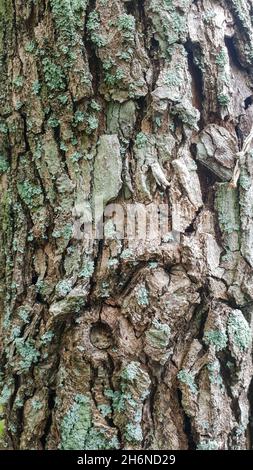 détail de la texture naturelle de l'écorce de l'arbre Banque D'Images