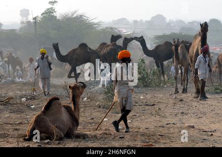 Non exclusif: PUSHKAR, INDE - 13 NOVEMBRE 2021: Les commerçants de chameaux lors du festival annuel Pushkar Camel, une foire de l'élevage de plusieurs jours et la fête culturelle Banque D'Images