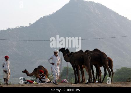 Non exclusif: PUSHKAR, INDE - 13 NOVEMBRE 2021: Les commerçants de chameaux lors du festival annuel Pushkar Camel, une foire de l'élevage de plusieurs jours et la fête culturelle Banque D'Images