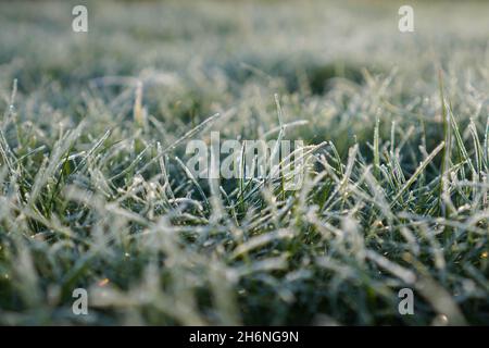 Feuilles et herbe couvertes de givre et de neige en début de matinée.Fond d'herbe givrée Banque D'Images