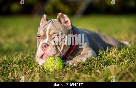 Un chien de poche américain Bully Puppy joue avec un ballon de tennis sur l'herbe Banque D'Images
