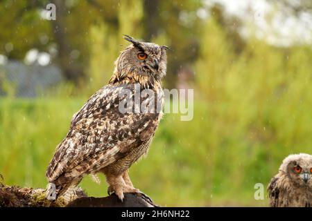 La chouette de l'aigle eurasien sauvage se trouve à l'extérieur sur un tronc d'arbre sous la pluie.Yeux rouges. En arrière-plan une partie d'un oiseau de proie de six semaines. Pluie, gouttes raindrops ra Banque D'Images