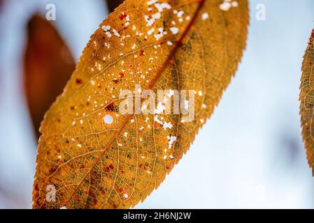 Gros plan sur les feuilles d'atin dorées colorées pendant la saison d'automne, feuilles orange et jaune dans l'arbre avec bokeh sur le fond Banque D'Images