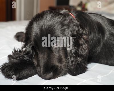 chien, coq chiot de trois mois Banque D'Images