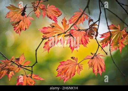 Érable à pleine lune (Acer japonicum Aconitifolium), Emsland, Basse-Saxe, Allemagne Banque D'Images