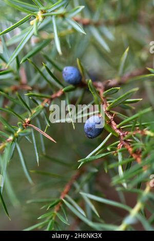 Genévrier commun (Juniperus communis), baies mûres (cônes biologiques) en branche, réserve naturelle de Windelberg, Basse-Saxe, Allemagne Banque D'Images