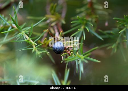 Genévrier commun (Juniperus communis), mûre (cône biologique) en branche, réserve naturelle de Windelberg, Basse-Saxe, Allemagne Banque D'Images