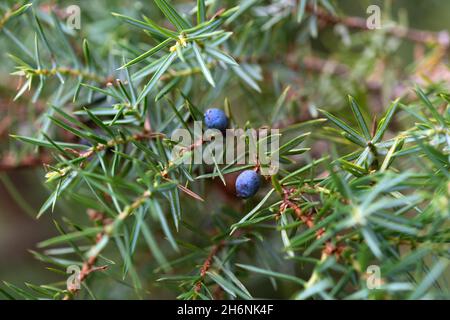 Genévrier commun (Juniperus communis), baies mûres (cônes biologiques) en branche, réserve naturelle de Windelberg, Basse-Saxe, Allemagne Banque D'Images