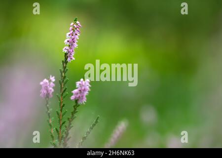 Chiné commun (Calluna vulgaris), gros plan de l'inflorescence, Esterfeld Moor, Basse-Saxe, Allemagne Banque D'Images