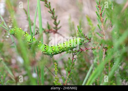 Petite papillon de l'empereur (Saturnia Pavonia), chenille assise sur l'usine de fourrage Common Heather (Calluna vulgaris), Leegmoor, Basse-Saxe, Allemagne Banque D'Images