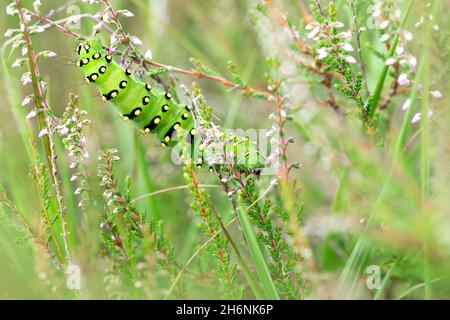 Petite papillon de l'empereur (Saturnia Pavonia), chenille assise sur l'usine de fourrage Common Heather (Calluna vulgaris), Leegmoor, Basse-Saxe, Allemagne Banque D'Images