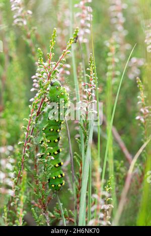 Petite papillon de l'empereur (Saturnia Pavonia), chenille assise sur l'usine de fourrage Common Heather (Calluna vulgaris), Leegmoor, Basse-Saxe, Allemagne Banque D'Images