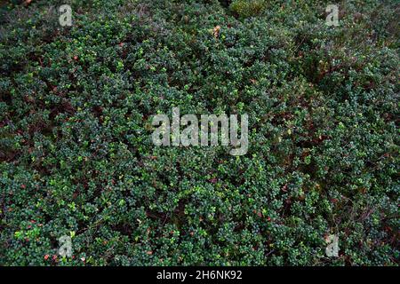 Baie de lingonberry (Vaccinium vitis-idaea), grand peuplement dense aux baies mûres, réserve naturelle de Windelberg, Basse-Saxe, Allemagne Banque D'Images