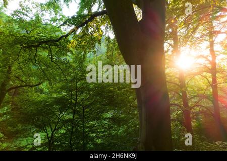 Coucher de soleil dans la forêt de hêtres, tir de drone depuis le sommet des vieux arbres, Solling, Basse-Saxe, Allemagne Banque D'Images