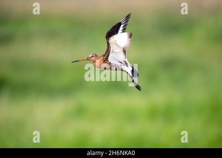 Godwit à queue noire (Limosa limosa), survolant sa zone de reproduction, Ochsenmoor, Basse-Saxe, Allemagne Banque D'Images