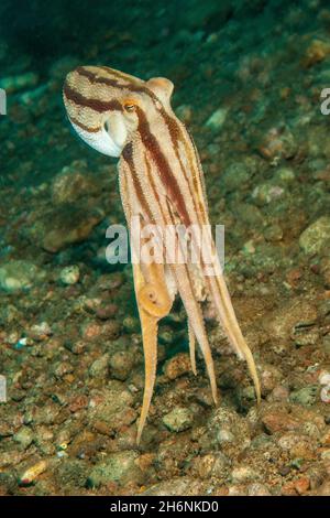 Ocellatus octopus (Amphioctopus mototi) très venimeux, Océan Pacifique, Dauin, Dumaguete, Negros,Visayas, Philippines Banque D'Images