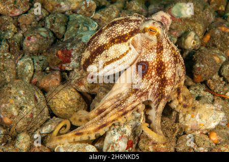 Ocellatus octopus (Amphioctopus mototi) très venimeux, Océan Pacifique, Dauin, Dumaguete, Negros,Visayas, Philippines Banque D'Images