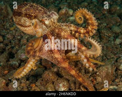 Ocellatus octopus (Amphioctopus mototi) très venimeux, Océan Pacifique, Dauin, Dumaguete, Negros,Visayas, Philippines Banque D'Images