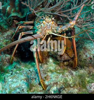 Gros plan de l'écrevisse épineuse des Caraïbes (Panulirus argus), des Caraïbes, de Bahanmas Banque D'Images