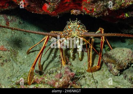 Caraïbes écrevisses épineuses des caraïbes (Panulirus argus), Caraïbes, Bahanmas Banque D'Images