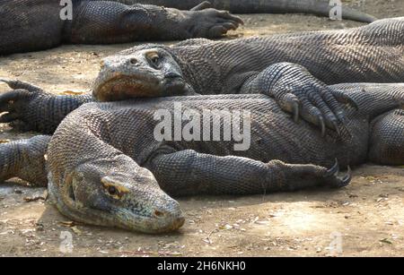 Jeunes à vie libre, les dragons de komodo (Varanus komodoensis), qui se trouvent ensemble paisiblement dans un demi-sommeil, île de Rinca, Komodo, Indonésie Banque D'Images
