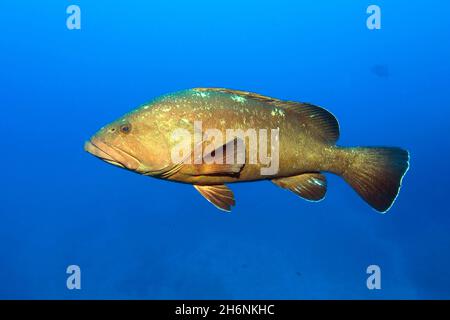 Mérou sombre (Epinephelus marginatus), Mer méditerranée, Sardaigne, Italie Banque D'Images