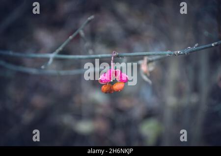 Gros plan sur le fruit de l'arbre en automne Banque D'Images