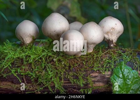 Poire en forme de poire (Lycoperdon pyriforme), Bavière, Allemagne Banque D'Images