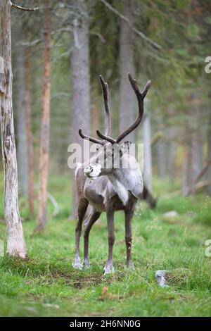 Renne (Rangifer tarandus) dans la forêt, Torassieppi, Laponie, Finlande Banque D'Images