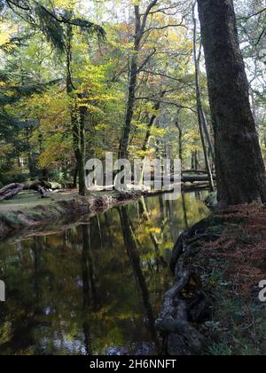 L'eau noire dans la promenade ornementale de Rhinefield pendant l'automne Banque D'Images