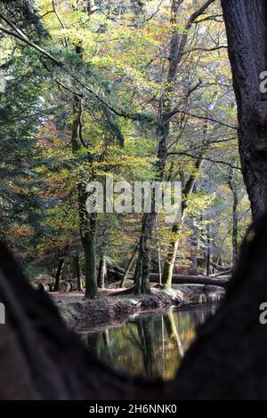 L'eau noire dans la promenade ornementale de Rhinefield pendant l'automne Banque D'Images