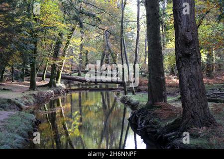 L'eau noire dans la promenade ornementale de Rhinefield pendant l'automne Banque D'Images