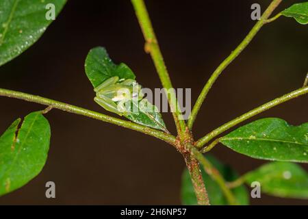 Grenouille d'émeraude (Espadarana prosoblepon) sur la feuille, région de Sarapiqui, Costa Rica Banque D'Images