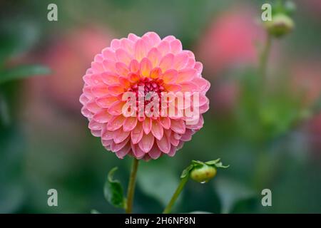 Dahlias décoratives (Dahlia), variété Hillcrest Suffusion, saumon et fleur jaune, Rhénanie-du-Nord-Westphalie, Allemagne Banque D'Images