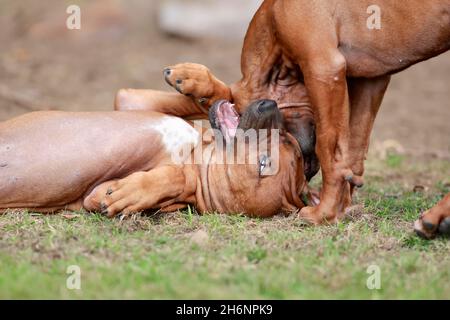 Rhodésie Ridgeback (Canis lupus familiaris), deux chiots jouant, Rhénanie-Palatinat, Allemagne Banque D'Images
