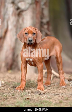 Chien domestique Rhodésien Ridgeback (Canis lupus familiaris), chiot debout devant un arbre, Rhénanie-Palatinat, Allemagne Banque D'Images
