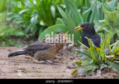 Oiseaux noirs (Turdus merula), homme et jeune oiseau, Basse-Saxe, Allemagne Banque D'Images