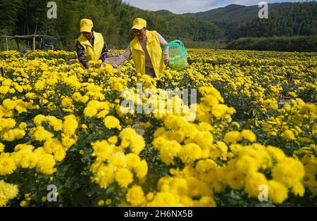 Nanchang, province chinoise du Jiangxi.16 novembre 2021.Les agriculteurs cueillissent des chrysanthèmes de montagne dans le village de Hongxing, à Nanchang, dans la province de Jiangxi, en Chine orientale, le 16 novembre 2021.Ces derniers jours, les agriculteurs locaux sont occupés à récolter et à traiter les fleurs de chrysanthème.Crédit : WAN Xiang/Xinhua/Alay Live News Banque D'Images