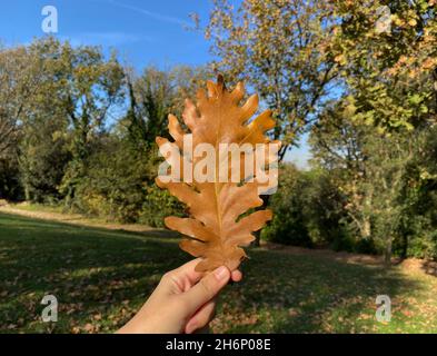 tenir la feuille séchée. concept d'automne. feuille de chêne brun sec Banque D'Images