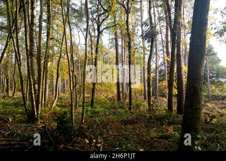 Oakley Wood en automne, Warwickshire, Angleterre, Royaume-Uni Banque D'Images