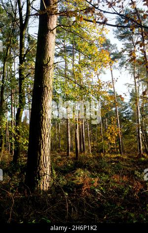 Oakley Wood en automne, Warwickshire, Angleterre, Royaume-Uni Banque D'Images