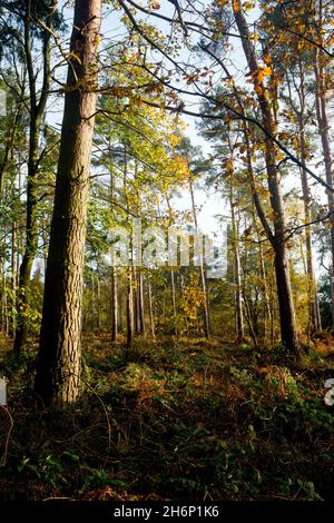 Oakley Wood en automne, Warwickshire, Angleterre, Royaume-Uni Banque D'Images