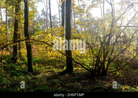 Oakley Wood en automne, Warwickshire, Angleterre, Royaume-Uni Banque D'Images