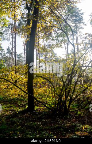 Oakley Wood en automne, Warwickshire, Angleterre, Royaume-Uni Banque D'Images