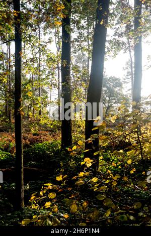 Oakley Wood en automne, Warwickshire, Angleterre, Royaume-Uni Banque D'Images