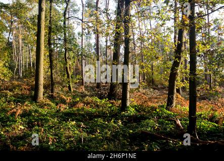 Oakley Wood en automne, Warwickshire, Angleterre, Royaume-Uni Banque D'Images