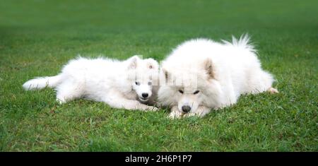 Deux chiens blancs moelleux de la race Samoyed - un adulte et un chiot sont couchés sur l'herbe verte.Le concept de l'éducation des animaux Banque D'Images