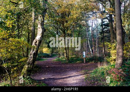 Oakley Wood en automne, Warwickshire, Angleterre, Royaume-Uni Banque D'Images